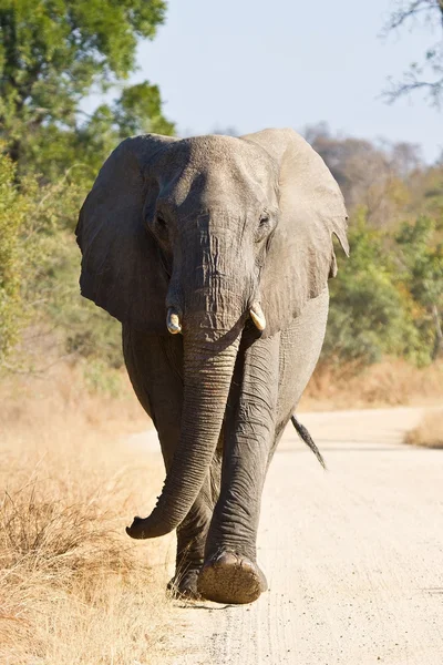 Elefant tjur promenader i naturen — Stockfoto