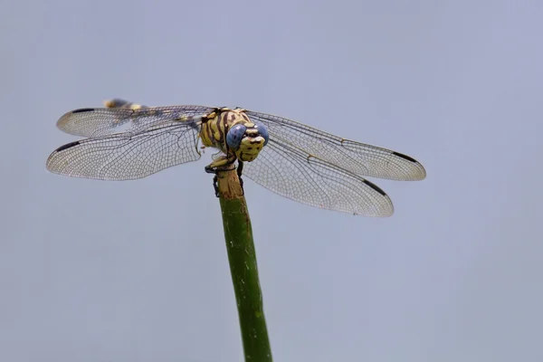 Dragonfly sitting on a reed stem — Stock Photo, Image