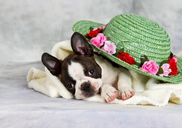 Boston terrier lay with flower hat — Stock Photo, Image