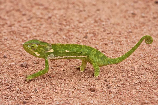 Kameleont gå på sand — Stockfoto