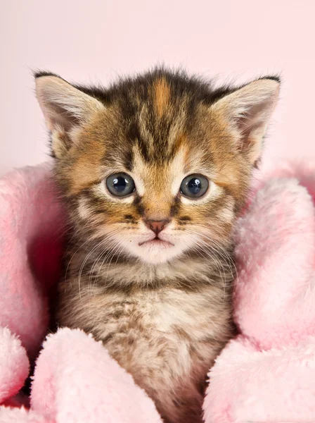 Kleine kitten verpakt in roze banket — Stockfoto