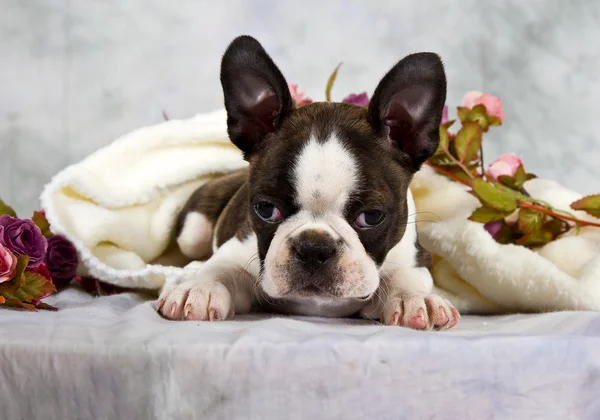 Boston terrier låg med blomma sträng — Stockfoto