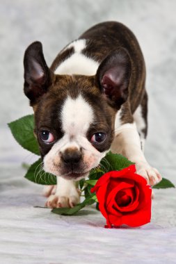 Boston terrier yavrusu stand