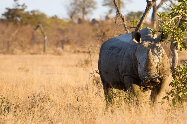 Rhino în picioare în tufiș — Fotografie, imagine de stoc