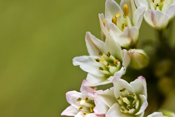 Kleine witte bloemen op groene achtergrond — Stockfoto
