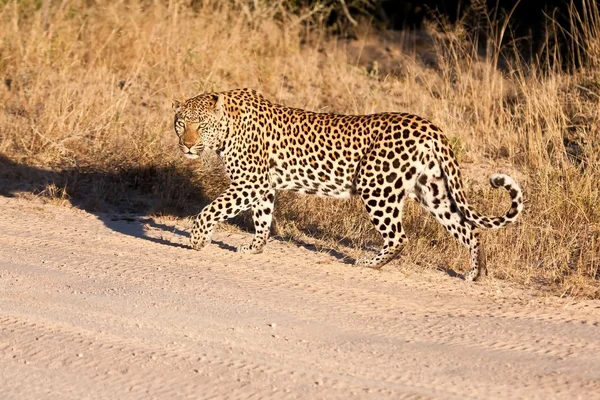 Erkek leopar bir kir yürüyüş — Stok fotoğraf