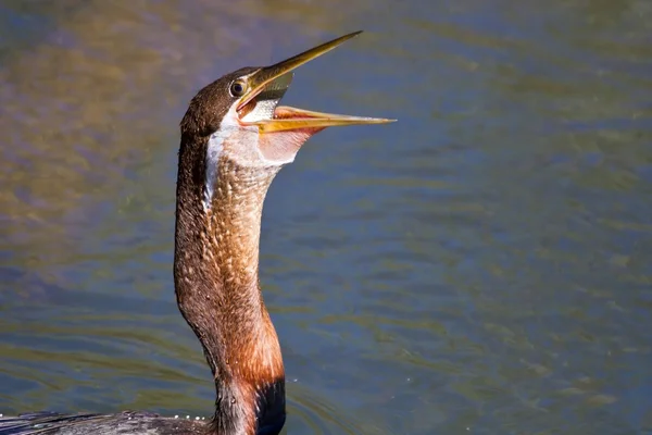 Africano darter inghiottire pesce — Foto Stock