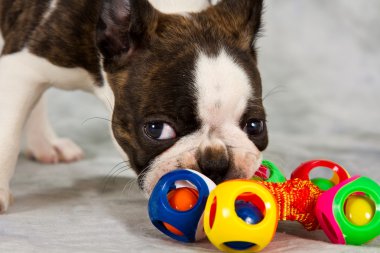 Boston terrier köpek oyna