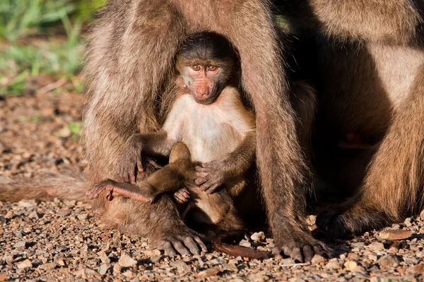 Baby baboon playing with mother — Stock Photo, Image