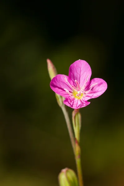 Lila en roze bloem tegen groen — Stockfoto