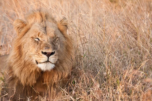 Male lion walk lay in brown gras — Stock Photo, Image