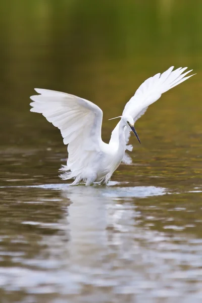 Kleine witte zilverreiger jacht naar voedsel — Stockfoto