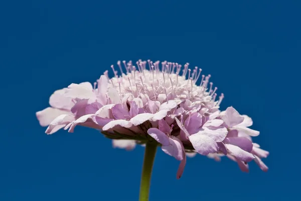 Lila blommor mot blå himmel — Stockfoto