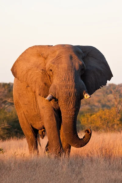 Слон-бык ходит по природе — стоковое фото