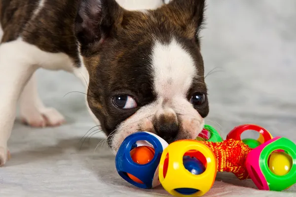 Boston terrier puppy play — Stock Photo, Image