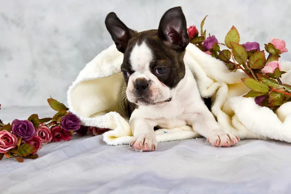 Boston terrier låg med blomma sträng — Stockfoto