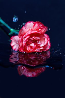 Kırmızı çiçek suya düşmek