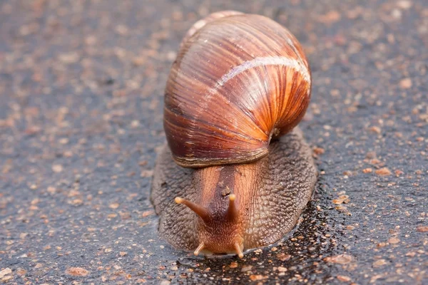 Slak verplaatsen op nat oppervlak — Stockfoto