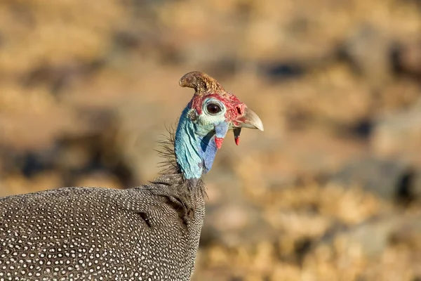 Portrain guineafowl alla luce del sole — Foto Stock