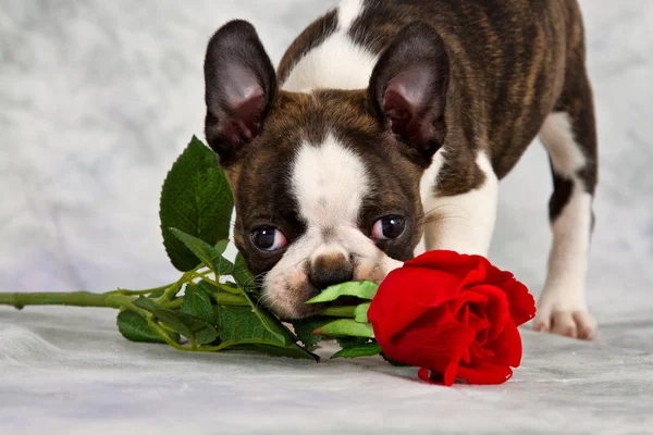 Boston terrier puppy stand — Stock Photo, Image