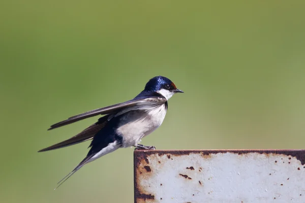 Vit throated swallow tagande av — Stockfoto
