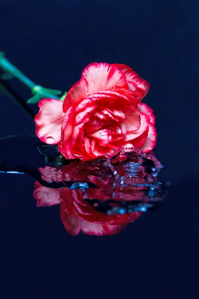 赤い花が水に落ちる — ストック写真