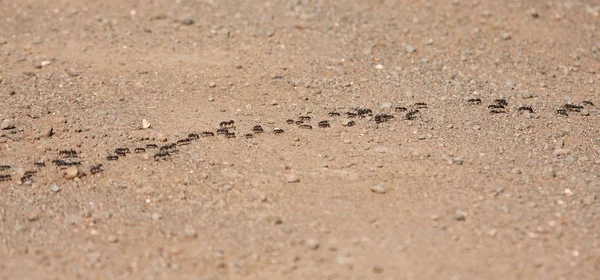 Ordu çıplak zemin üzerinde yürüyen karıncalar — Stok fotoğraf