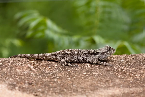 Grey lizard resting on rock — Stock Photo, Image