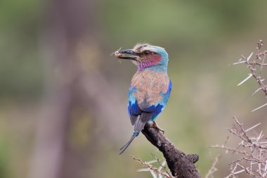Lilac breasted roller sit with bug clipart