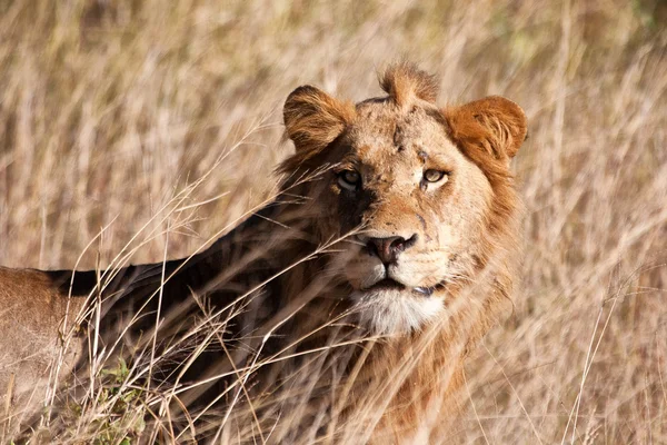 Mannetjes leeuw lopen in bruin gras — Stockfoto