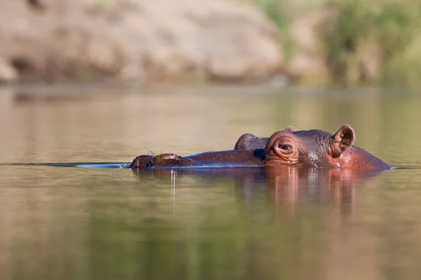 Cabeza de hipopótamo en agua —  Fotos de Stock