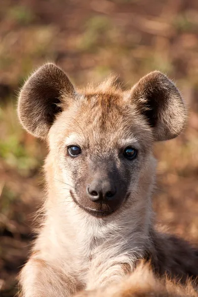 One hyena lying down looking and observing young — Stock Photo, Image