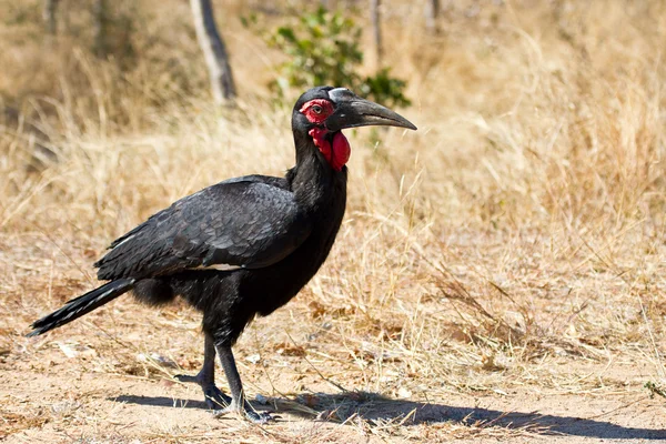 Grond neushoornvogel wandelen langs de weg — Stockfoto