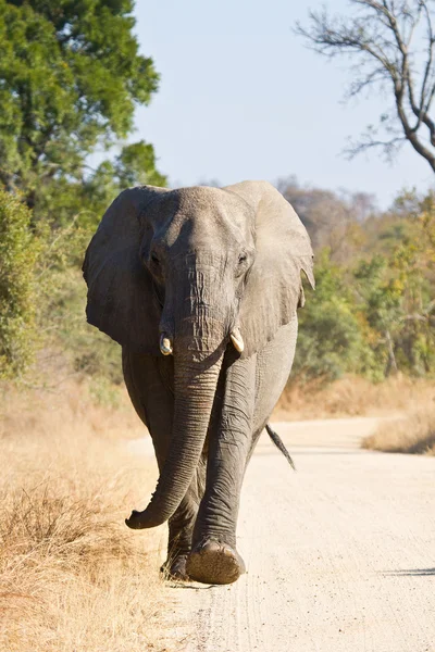 在自然中散步的大象公牛 — 图库照片