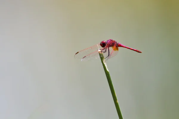 Dragonfly sitting on a reed stem — Stock Photo, Image