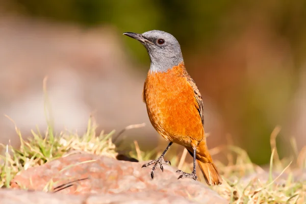 Cape rock thrush sentado ao sol — Fotografia de Stock