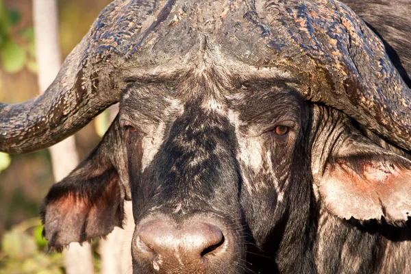 Capo bufalo in piedi cercando — Foto Stock