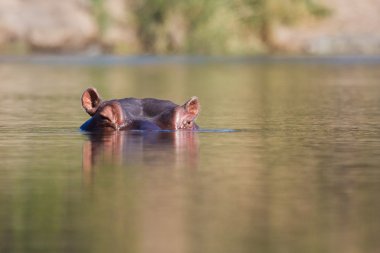 Suaygırı kafası suda.