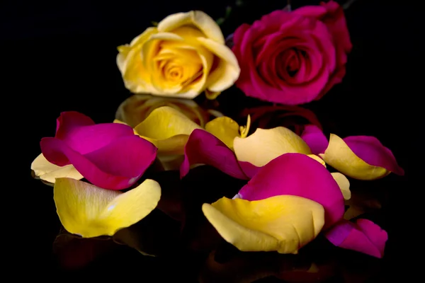 赤と黄色の花マクロ — ストック写真