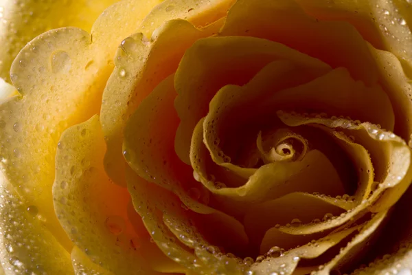 Macro of yellow rose — Zdjęcie stockowe