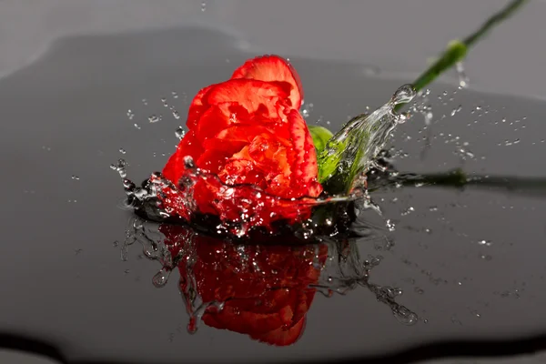Червона квітка падає у воду — стокове фото