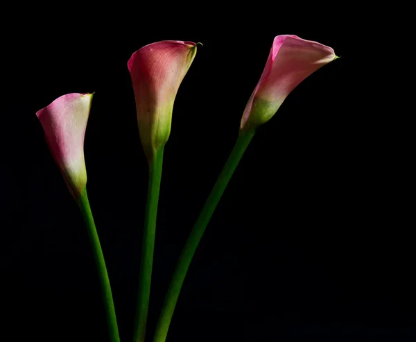 Três lírios de arum rosa — Fotografia de Stock