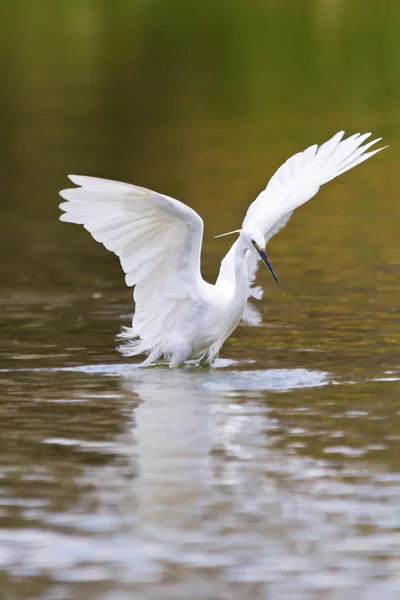 Petite chasse à l'aigrette blanche pour la nourriture — Photo