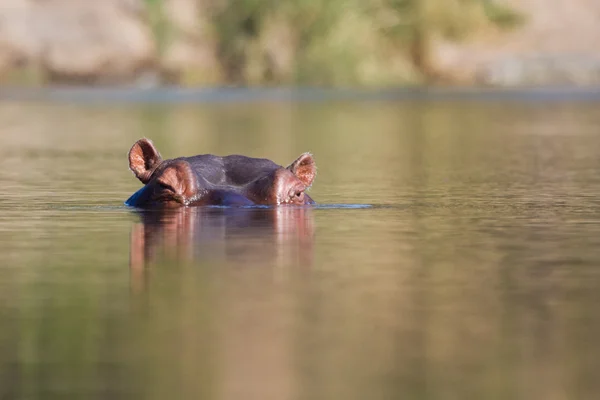 Cabeza de hipopótamo en agua —  Fotos de Stock
