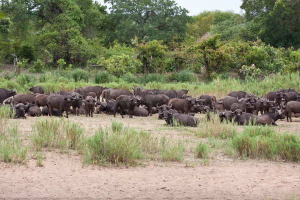 Stado cape buffalo na brzegu rzeki — Zdjęcie stockowe