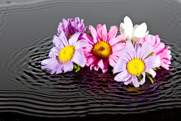 Blommor falla i vatten — Stockfoto