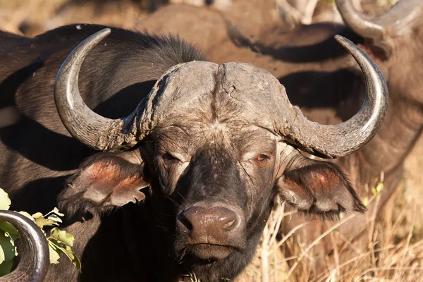 Cape buffalo állandó látszó — Stock Fotó