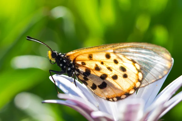 Bir çiçeğin üzerinde oturan kelebek — Stok fotoğraf
