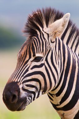 Zebra ayakta doğada