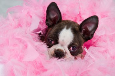 Boston terrier yavrusu uyku